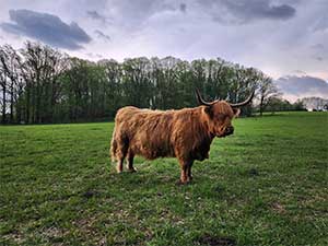 messy hair don't care cow